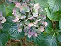 Hydrangea Old 